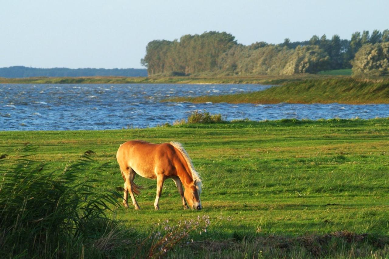 Seestr_54 Nr_304 Zingst Eksteriør billede